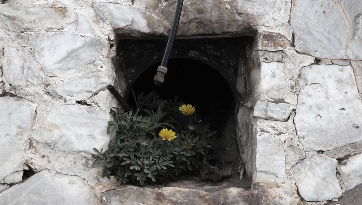 Planta silvestre con flores amarillas en el tuvo del desagüe en un muro de piedra.