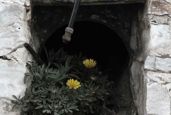 Planta silvestre con flores amarillas en el tuvo del desagüe en un muro de piedra.