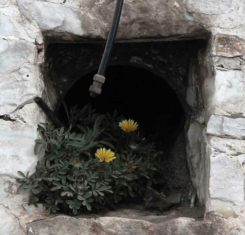 Planta silvestre con flores amarillas en el tuvo del desagüe en un muro de piedra.